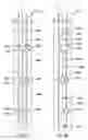 Fig. 10 - Zone isolation assembly array for isolating a plurality of fluid zones in a subsurface well