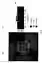 Fig. 03 - Method and system for innovative substrate/package design for a high performance integrated circuit chipset