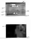Fig. 08 - Method for creating a stereoscopic image master for imaging methods with three-dimensional depth rendition and device for displaying a steroscopic image master