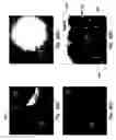 Fig. 07 - Hyperspectral microscope for in vivo imaging of microstructures and cells in tissues