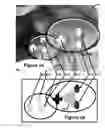 Fig. 06 - Modification of viewing parameters for digital images using face detection information
