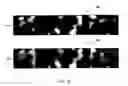 Fig. 44 - Unauthorized copy preventing device and method thereof, and program