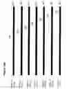 Fig. 49 - Antibodies and molecules derived therefrom that bind to STEAP-1 proteins
