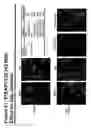 Fig. 80 - Antibodies and molecules derived therefrom that bind to STEAP-1 proteins
