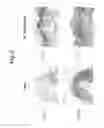 Fig. 03 - Method for reducing ultraviolet light induced apoptosis
