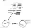 Fig. 02 - Anth1 chimeric antagonist