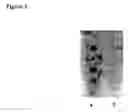Fig. 06 - Anth1 chimeric antagonist