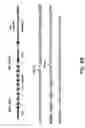 Fig. 08 - Production of ssDNA in vivo