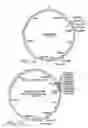 Fig. 09 - Production of ssDNA in vivo