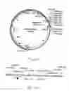 Fig. 12 - Production of ssDNA in vivo