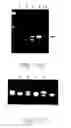 Fig. 18 - Production of ssDNA in vivo
