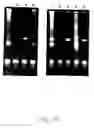 Fig. 19 - Production of ssDNA in vivo