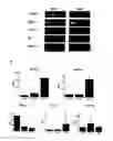 Fig. 06 - Apparatus and methods for amplification of blood stem cell numbers