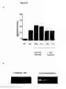 Fig. 07 - Apparatus and methods for amplification of blood stem cell numbers