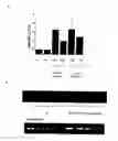 Fig. 08 - Apparatus and methods for amplification of blood stem cell numbers