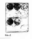 Fig. 05 - Method for purifying mesenchymal stem cells