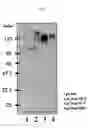 Fig. 04 - Remedy for prion disease and method of producing the same