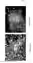 Fig. 08 - Remedy for prion disease and method of producing the same