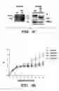 Fig. 03 - Methods for extending the replicative lifespan of cells