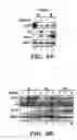 Fig. 05 - Methods for extending the replicative lifespan of cells