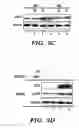 Fig. 06 - Methods for extending the replicative lifespan of cells