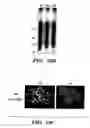 Fig. 23 - Methods for extending the replicative lifespan of cells