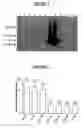 Fig. 03 - Proline rich acidic protein and uses thereof