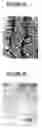 Fig. 06 - Proline rich acidic protein and uses thereof