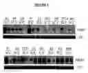 Fig. 07 - Proline rich acidic protein and uses thereof