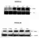 Fig. 08 - Proline rich acidic protein and uses thereof