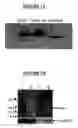 Fig. 09 - Proline rich acidic protein and uses thereof