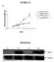 Fig. 14 - Proline rich acidic protein and uses thereof