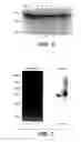 Fig. 07 - Optimized Fc variants and methods for their generation