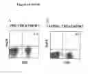 Fig. 06 - Compositions and methods of monoclonal and polyclonal antibodies specific for T cell subpopulations