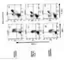 Fig. 13 - Compositions and methods of monoclonal and polyclonal antibodies specific for T cell subpopulations