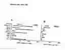 Fig. 33 - Compositions and methods of monoclonal and polyclonal antibodies specific for T cell subpopulations