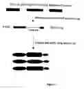 Fig. 03 - Innate immune system-directed vaccines