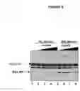Fig. 06 - Purified active HCV NS2/3 protease