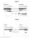 Fig. 07 - Purified active HCV NS2/3 protease