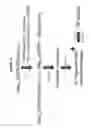 Fig. 13 - Purified active HCV NS2/3 protease