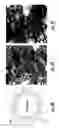 Fig. 03 - Delivery system for diagnostic and therapeutic agents