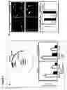 Fig. 09 - Methods for increasing cancer cell chemosensitivity
