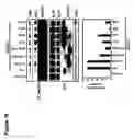 Fig. 19 - Methods for increasing cancer cell chemosensitivity