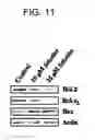 Fig. 12 - Methods for treating a neoplastic disease in a subject using inorganic selenium-containing compounds