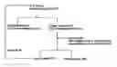 Fig. 01 - Method of dry fractionation of fat or oil