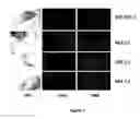 Fig. 02 - Human embryonic stem cell clones