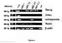 Fig. 05 - Human embryonic stem cell clones
