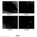 Fig. 08 - Human embryonic stem cell clones