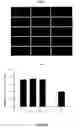 Fig. 09 - Human embryonic stem cell clones