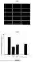 Fig. 11 - Human embryonic stem cell clones
